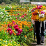 Feria de la Flores en Medellín