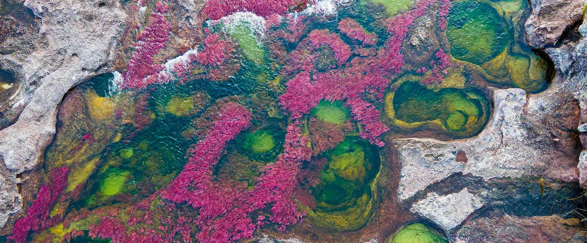 Viaja a Caño cristales