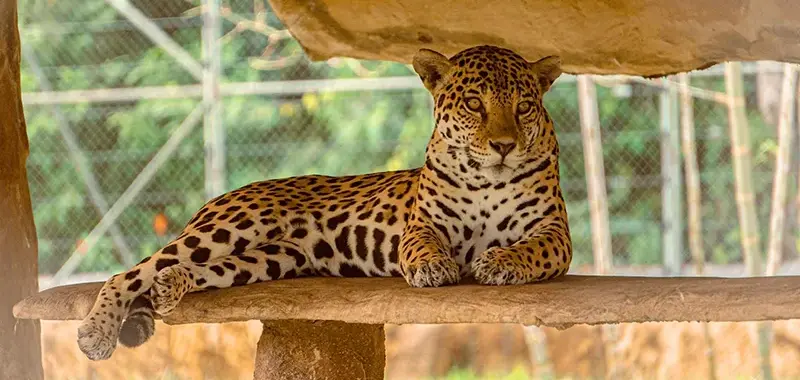 Majestuoso jaguar descansando en su hábitat natural dentro del santuario de fauna del Parque Temático Hacienda Nápoles.